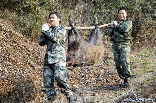 多地缺钱暂停捕猎，野猪真是已“泛滥”？行家建议开展枪猎，可出售食用