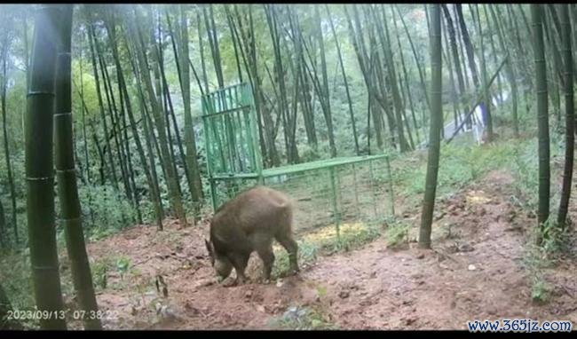 多地缺钱暂停捕猎，野猪真是已“泛滥”？行家建议开展枪猎，可出售食用